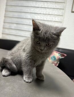 BKH MIX Kitten abgeben - Dortmund