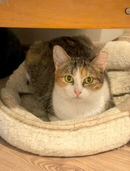 ✨ Sienna sucht eine Familie✨ - Eislingen (Fils)