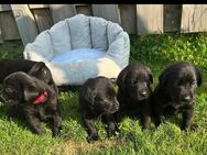 Labrador Welpen zu verkaufen - Nordhorn