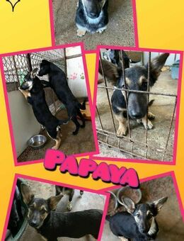 Welpenmädchen Papaya sucht Zuhause - Nürnberg