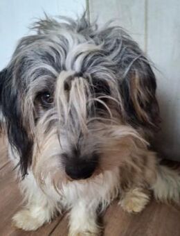 Schüchterner Murphy sucht dringend - Kallmünz