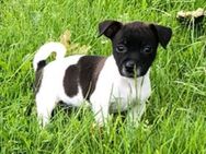 Reinrassige Jack Russel Welpen - Oldersbek