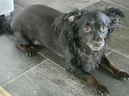 Michschlings Rüde Chihuahua - Nörvenich