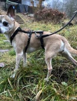 Lisi die kleine Prinzessin mit großem - Biedenkopf