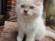 Ragdollkitten mit Stammbaum können sofort ausziehen - Westerholt