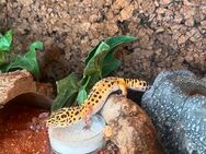 Leopardgecko inklusive Terrarium - Hannover Misburg-Anderten