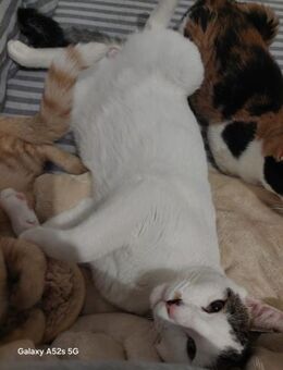 Jan aus dem Tierschutz - Grevenbroich