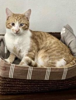 HARRY braucht sicheres Zuhause ‼️ - München