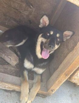 Hübscher Rüde B593 sucht sein Zuhause - Neuberg