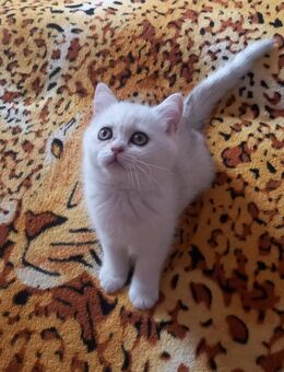 Drei Bkh Kitten - Greven (Nordrhein-Westfalen)