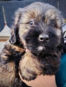 Fritz - Kleiner Teddybär wartet auf dich - Spenge