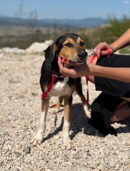 Rosina die kleine Glücksbringerin🐶🌹 - München