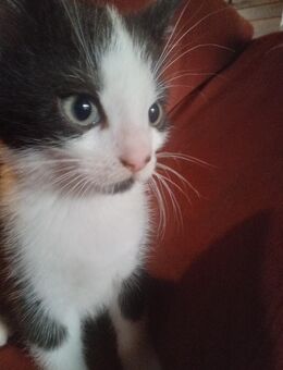 Kätzchen, Mixkätzchen ,Katze - Bippen