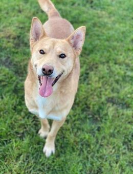 Lupo - Toller, treuer Rüde sucht Zuhause - Berlin