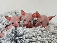 Wunderschöne Don Sphynx Kitten, bluepoint - Zwickau