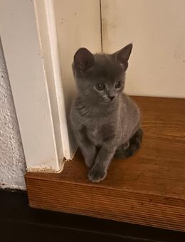 Britisch Kurzhaar kitties - Wolfenbüttel