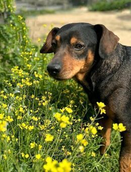 Risto - völlig unkomplizierter Schatz - Ratekau