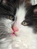 Reinrassiger Maine Coon Kater im Felix Style ;) in 27628