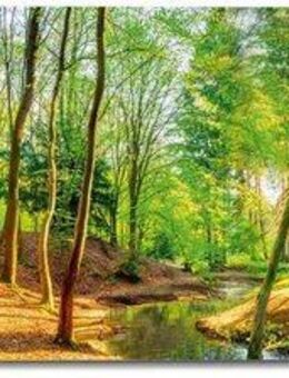Reinders! Wandbild Sonniger Wald