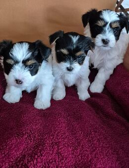 Biewer yorkshire terrier - Medebach (Hansestadt) Zentrum