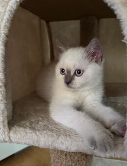 Kitten Scottish Straight Blue Point - Köln