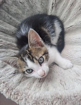 Baby Katze sucht eine neue Familie - Leopoldshöhe