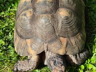2 Breitrandschildkröten abzugeben - Neuried (Baden-Württemberg)