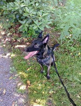 Belgischer Schäferhund/Mali - Friesenhagen