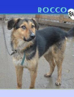 🤎 ROCCO 🤎 - WER RETTET MICH? - Alfeld (Leine)