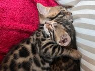 Süße Bengal Katzen mit Stammbaum - Bielefeld Ubbedissen