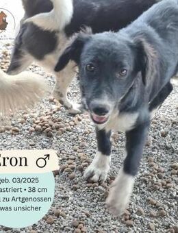 ERON - (Liebevoll, Welpe) - Köln