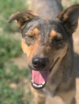 Grazile Niki sucht ihr Glück - Celle