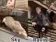 3 Ratten Damen suchen ein neues Zuhause - Wallerstein