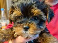 Yorkshire Terrier Welpen - Schwarzenbach