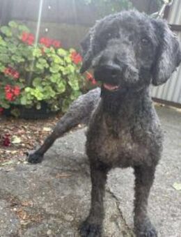 Pulcsi ist ein lebensfroher Charmeur ! - Dortmund