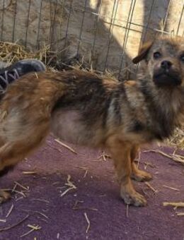 Anne - jung und neugierig - Westerholt