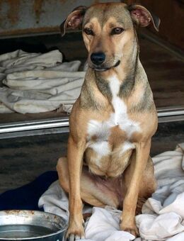 Myrto- aufgeweckt,lebhaft und aktiv - Haan