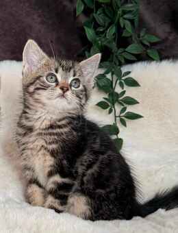 Katzenbabys Kitten Hofkatzen Hauskatzen - Voerde (Niederrhein) Zentrum