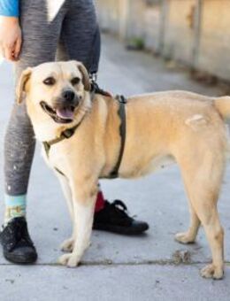 Süß und aufgeweckt das ist Asura! - München