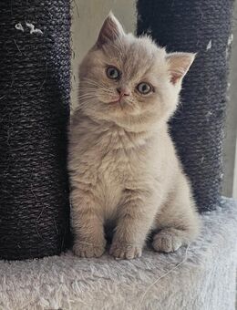 Reinrassige BKH und BLH KITTEN - Lingen (Ems)