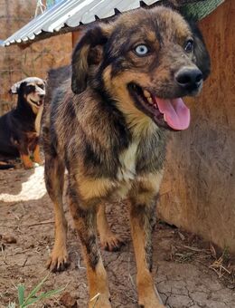Azul - verschmust und freundlich - Westerholt