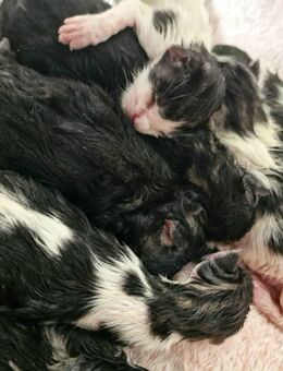 Maine Coon XXL mit Stammbaum aus N N Verpaarung - Löwenstein Zentrum