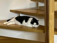 Kater Malte - Garching (München)