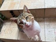 Zuhause für den süßen Teddy(bär) gesucht - Walluf