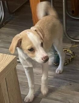 Kleiner Loki❤️ sucht liebevolles Heim - Seggebruch