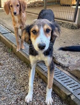 Ilon möchte sein Köfferchen packen - Schwabach