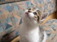 Babykatze reservieren - Ahorn (Baden-Württemberg)