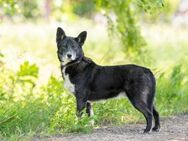 Selbstbewusster Felix sucht sein Zuhause - Duisburg