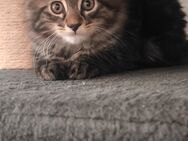 Maine Coon Kitten - Weida