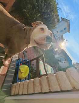 Old English Bulldog Mix OEG - Hamm